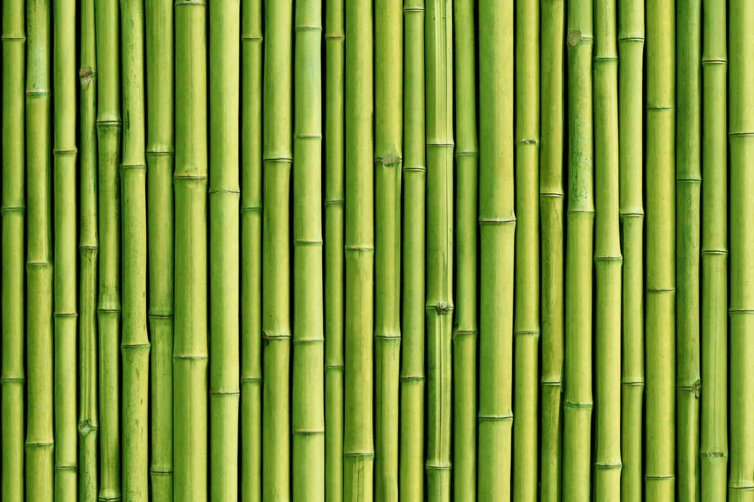 bambus in deutschland anbauen