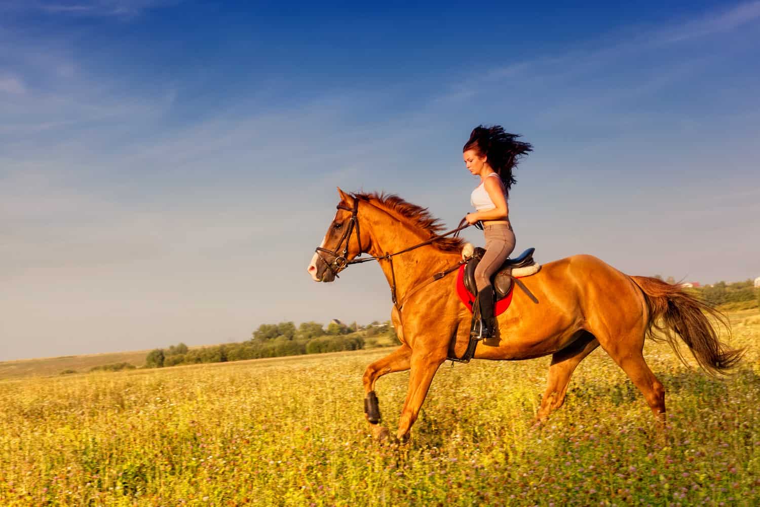 Was ist eine Reitbeteiligung?