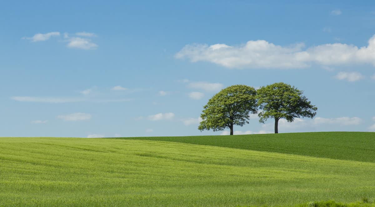 Ab wie vielen Bäumen spricht man von einem Wald?