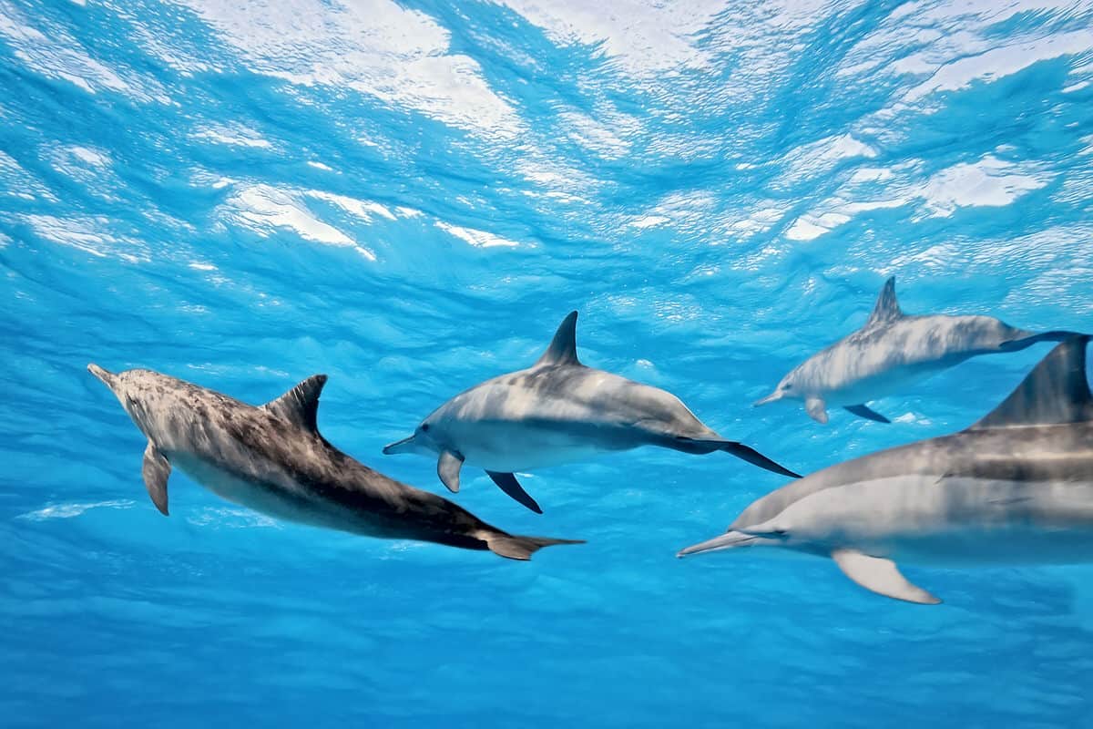 Warum ertrinken Delfine nicht, wenn sie schlafen?