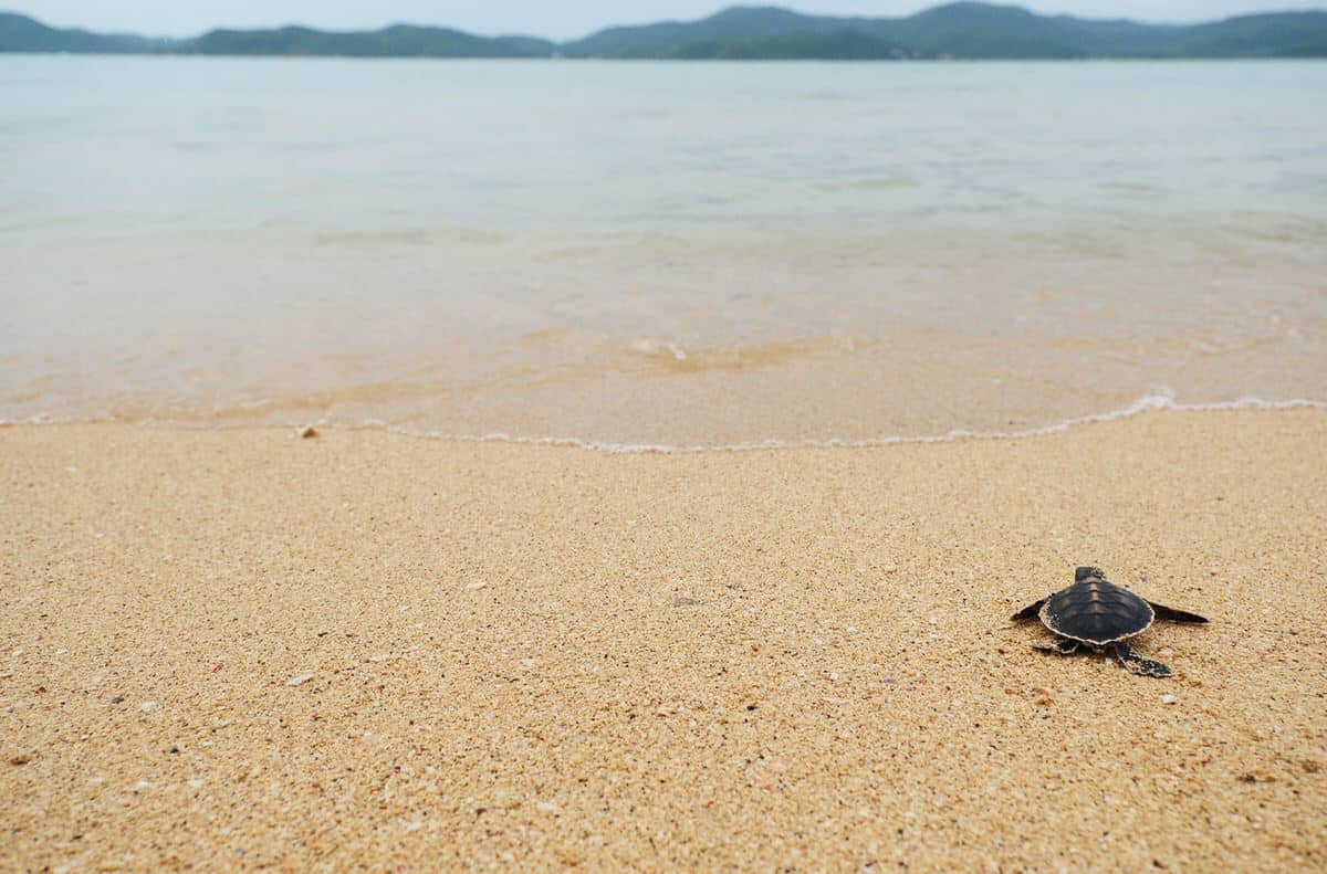 Warum streben frisch geschlüpfte Schildkröten sofort ins Wasser?