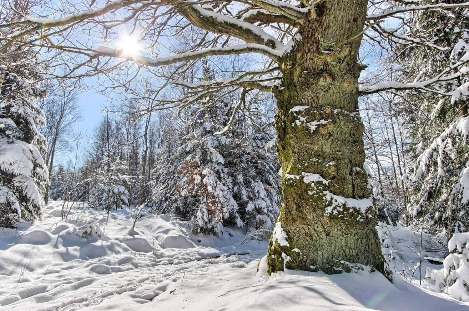 Friert ein Baumstamm im Winter durch?