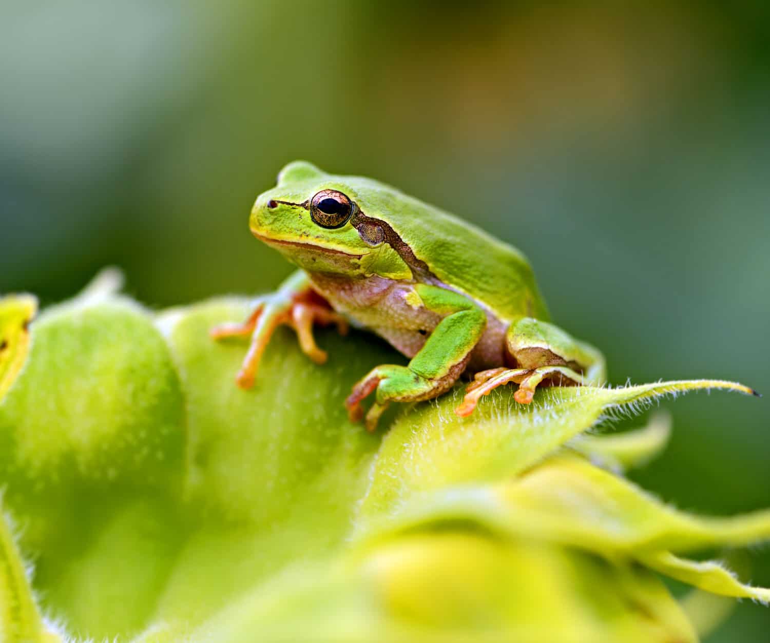 Wie schnell ist eine Froschzunge?