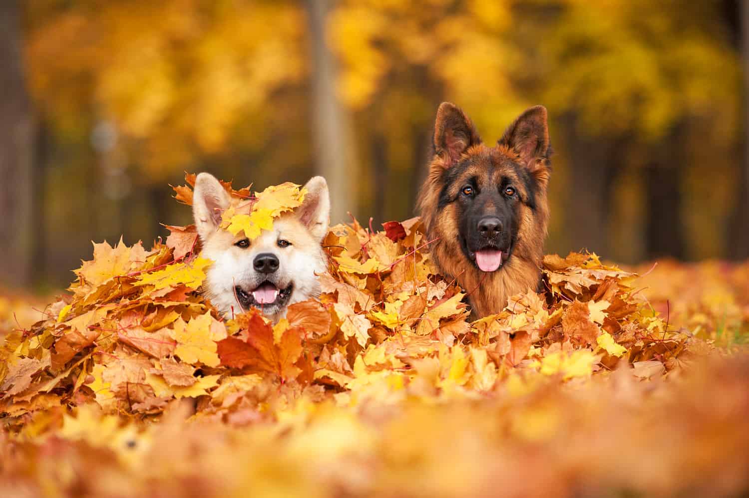 Versicherung für ihren Hund, den besten Freund des Menschen