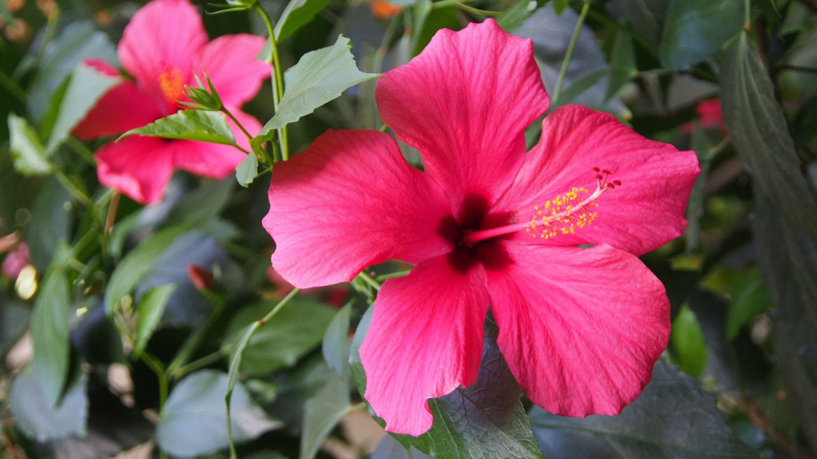 Hibiskus